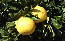 文旦をはじめ小夏、ゆず、幻の果実といわれる直七という種類の柑橘類を主に使用