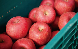 出荷を待つ冷蔵保存されたリンゴたち