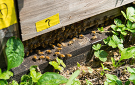 豊かな自然が残る二本松市の里山は、ミツバチの飼育に適している