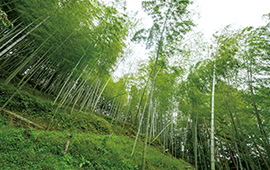 山の急斜面に広がる赤土の竹林