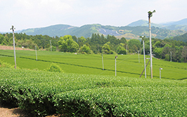 奥八女は清浄な空気、陽光、豊かな水に恵まれた里山で茶葉生産に最適