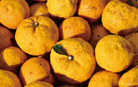 県内一の生産量を誇る木頭産の柚。果皮が厚く、果汁も果肉もたっぷり