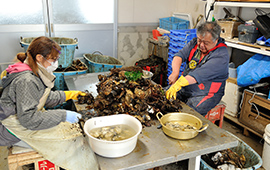 山田湾に隣接した作業場で、牡蠣を殻から取り出す作業