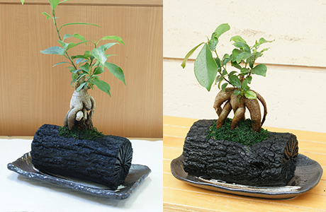 炭花壇【観葉植物】 横置き型大サイズ 　1個