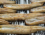 【送料無料】鹿児島県産鰻長焼　2尾