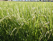 【送料無料】圧搾一番搾り　雪こめ油180g×2