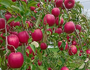 百年木の香　りんごジュース3種セット