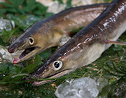 【送料無料】ハモ魚醤味付のり　6本セット
