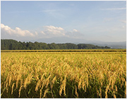 【送料無料】山形県産：特別栽培米つや姫&雪若丸 食べ比べ2種セット 計4kg
