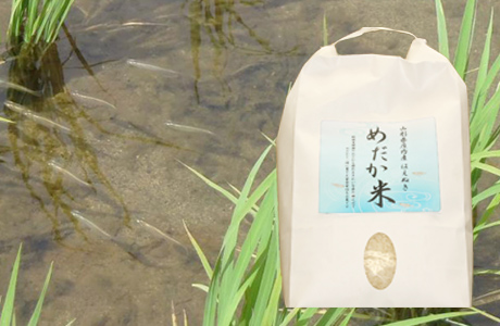 山形県産はえぬき（めだか米） 2kg