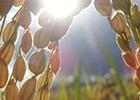 田伝むしの農薬不使用ササニシキ白米５ｋｇ×2袋