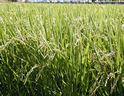 【送料無料】圧搾一番搾り　雪こめ油180g×2