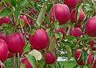 百年木の香　りんごジュース3種セット