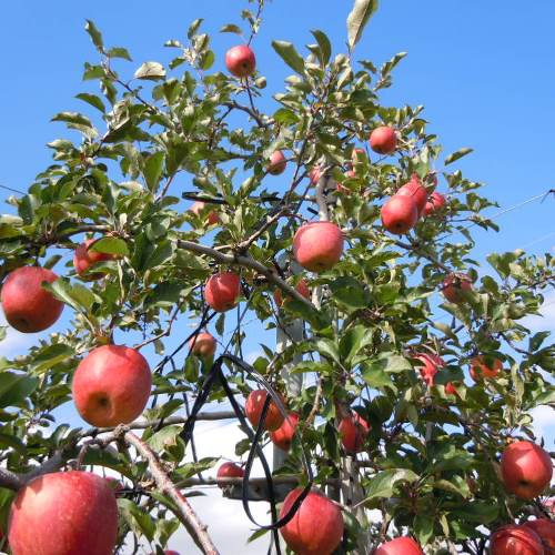 信州安曇野産りんご「梓川」【白箱入】