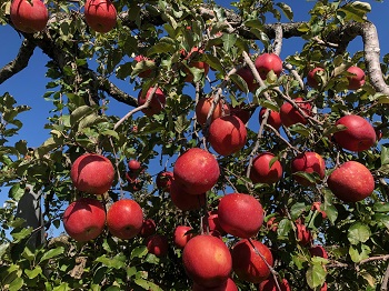 信州安曇野産りんご「梓川」【白箱入】