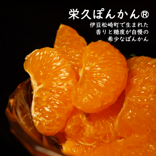 松崎町オリジナル品種 栄久ぽんかん