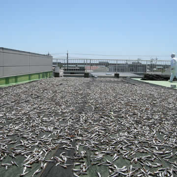 天日干しで旨味を凝縮